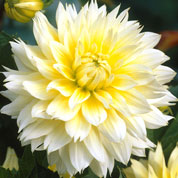 Dlia Decorativa 'Canary Fubuki'